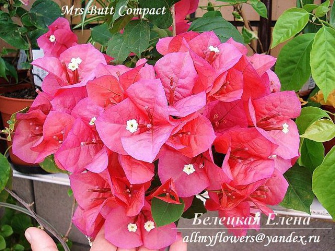 Бугенвиллия Mrs Butt Compact, All My Flowers, bougainvillea Mrs Butt Compact